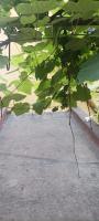Il giardino nascostoにある庭