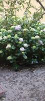 Il giardino nascostoにある庭