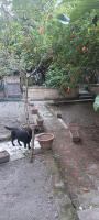 宿泊客と一緒にIl giardino nascostoに滞在中のペット