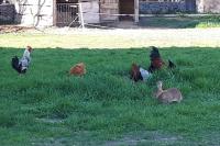 a group of chickens sitting in the grass at REZ DE JARDIN AU COEUR DES PYRENEES in Agos-Vidalos