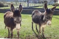 two donkeys standing next to each other in a field at REZ DE JARDIN AU COEUR DES PYRENEES in Agos-Vidalos