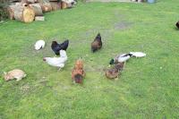 a group of chickens standing in the grass at REZ DE JARDIN AU COEUR DES PYRENEES in Agos-Vidalos