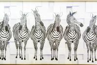 a group of zebras standing in a row at Sanduo Hotel in Kaohsiung