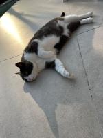 Půdorys ubytování Villa Kitty Cat - 6 Pers. Piscine