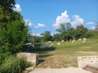 a herd of white cows grazing in a field at Le petit Moulin de la Motte in Bellenot-sous-Pouilly