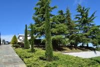 a pine tree in a yard next to a driveway at Villa Casa Chrissy in Plagiárion