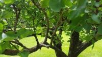 Zahrada ubytování Quinta de Santa Clara