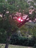 a tree with the sun shining through the branches at The Lodge in Bilzen