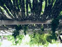 eine Draufsicht auf ein mit Pflanzen bewachsenes Dach in der Unterkunft U Ceccenate in Montalbano