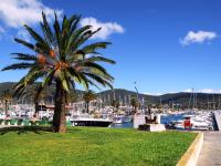 a palm tree next to a marina with boats at Apartment Les Lavandiers by Interhome in Cavalaire-sur-Mer