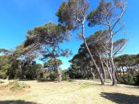 a group of trees in a field with a blue sky at Presqu&#39;ile de Giens - Hameau de la Pinede in Hyères