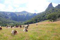 a herd of cows grazing in a field with mountains at Maison de Varennes in Chambon-sur-Lac