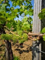 L Escale des Vignes GITE proche Saint Emilion Chateau Beynatにある庭