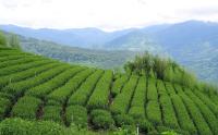 a large green tea plantation with mountains in the background at F Hotel - Chiayi in Fanlu