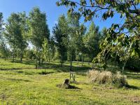 a tree stump in a field with trees in the background at L&#39;écrin - Chambres d&#39;hôtes au calme et au vert 