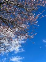 a branch of a tree with pink flowers against a blue sky at Julie&#39;s Garden, Cingjing - Fon Chin Homestay in Ren&#39;ai