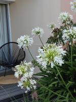 Ogród w obiekcie Le 3 appartement vue mer avec jardin 100m de la plage et de la thalasso