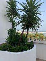 A garden outside Terrazza Diomede- Manfredi Homes & Villas