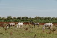 a group of horses grazing in a field at Maison Arthur in Aigues-Mortes