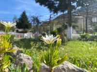 Zahrada ubytování Spacius Garden flat ,1km from the beach , Sleeps 5 ,by likeyourhome