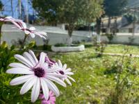 Zahrada ubytování Spacius Garden flat ,1km from the beach , Sleeps 5 ,by likeyourhome