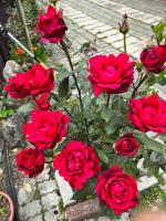 a group of red roses in a garden at Zhong Ming Ju Taoyi Fang in Fanlu