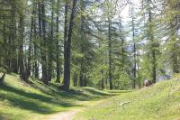 a dirt road in a forest with trees at APPARTEMENT DANS CHALET 6 PERSONNES in Vallouise