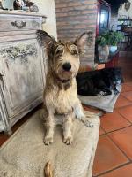 a small dog sitting on a rug next to a fireplace at Domaine Castelsec in Roquefort-des-Corbières