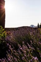 un champ de fleurs violettes avec le soleil en arrière-plan dans l&#39;établissement La Magdeleine - Mathias Dandine, à Gémenos