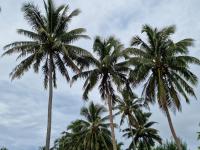 Dominic's Beach Bungalowの見取り図または間取り図