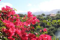a bush of pink flowers with mountains in the background at Cocooning Tropic Studio avec Jacuzzi privatif in Saint-Louis