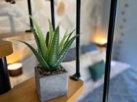 a green plant in a pot on a table at Cocooning Tropic Studio avec Jacuzzi privatif in Saint-Louis