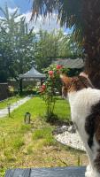 a cat looking up at a garden with roses at BIOTY CHILL &amp; SPA in Le Blanc-Mesnil