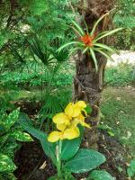 Vonkajšia záhrada v ubytovaní House w little tropical garden
