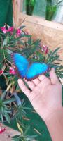 a person holding a blue butterfly on a plant at Berkenyés Vendégház in Zalalövő