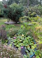 a pond with lily pads and flowers in a garden at Gîte cosy sur jardin in Moëlan-sur-Mer