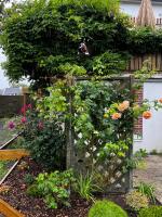 a garden with many different types of plants at Gîte cosy sur jardin in Moëlan-sur-Mer