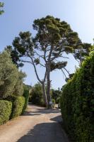a tree in the middle of a path with bushes at The Originals City, Hôtel Côté Sud, Marseille Est (Inter-Hotel) in Allauch