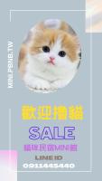 a poster for a sale with an orange and white cat at 貓咪民宿Mini館-中午即可入房 in Taitung City
