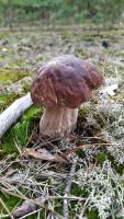 Zvieratá v dovolenkovom dome alebo blízkom okolí