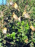 a group of birds sitting in the grass at Chez Denis et Lucie in Saint-André