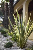 a plant in a garden next to a house at Apartment Ivana in Roč