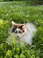 a cat laying in the grass in the grass at Ferme de Maillezais in LʼHoumeau