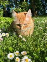 an orange cat sitting in the grass with flowers at Ferme de Maillezais in LʼHoumeau