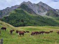 a herd of cows grazing in a field with mountains in the background at La petite Anfiane in Le Grand-Bornand