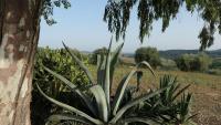 Plán poschodí v ubytovaní Agriturismo Uliveto Gretacci
