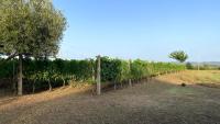 Plán poschodí v ubytovaní Agriturismo Uliveto Gretacci