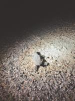 Masirah Beach campの見取り図または間取り図