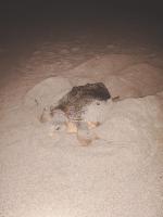 Masirah Beach campの見取り図または間取り図