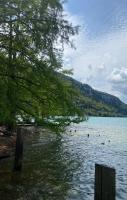 a lake with a tree and ducks in the water at APPARTEMENT T3 BEAU RIVAGE in Nantua